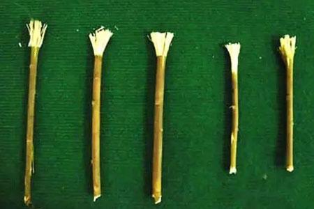 在秦汉时期,人们形容美女牙齿要"齿如瓠犀",意思是指牙齿要如同葫芦子