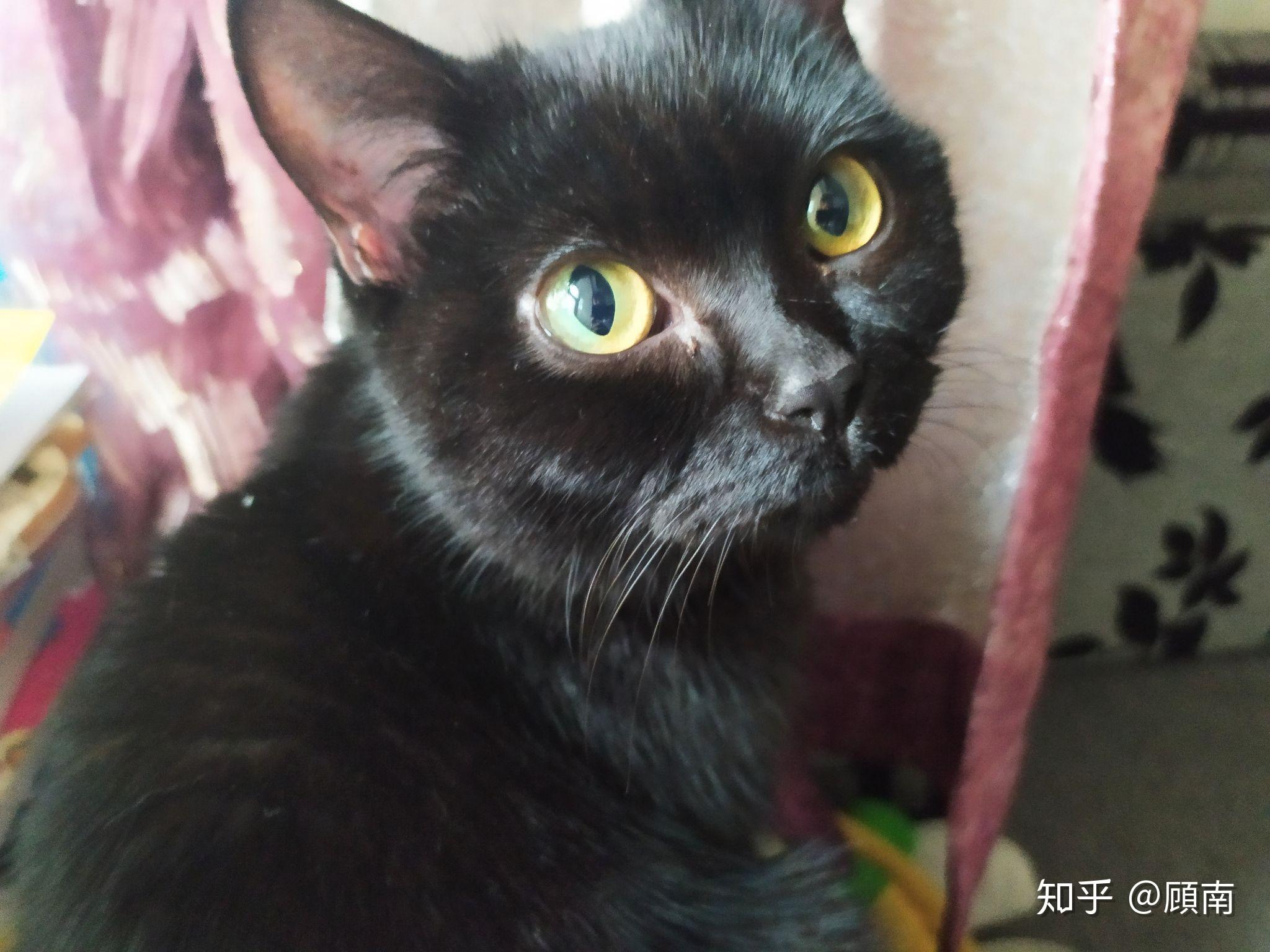 为什么黑猫眼睛都是黄的?