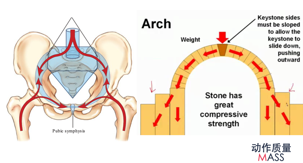 如何理解骶髂关节的功能?
