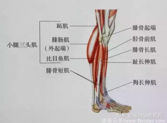 踝与足的肌肉功能分析 知乎