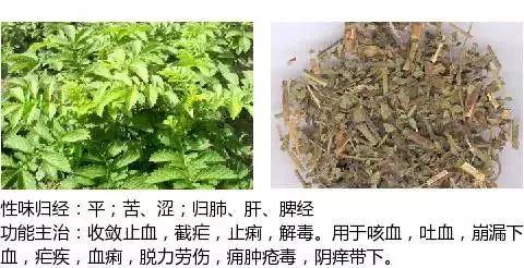 500余种中草药图  第266张