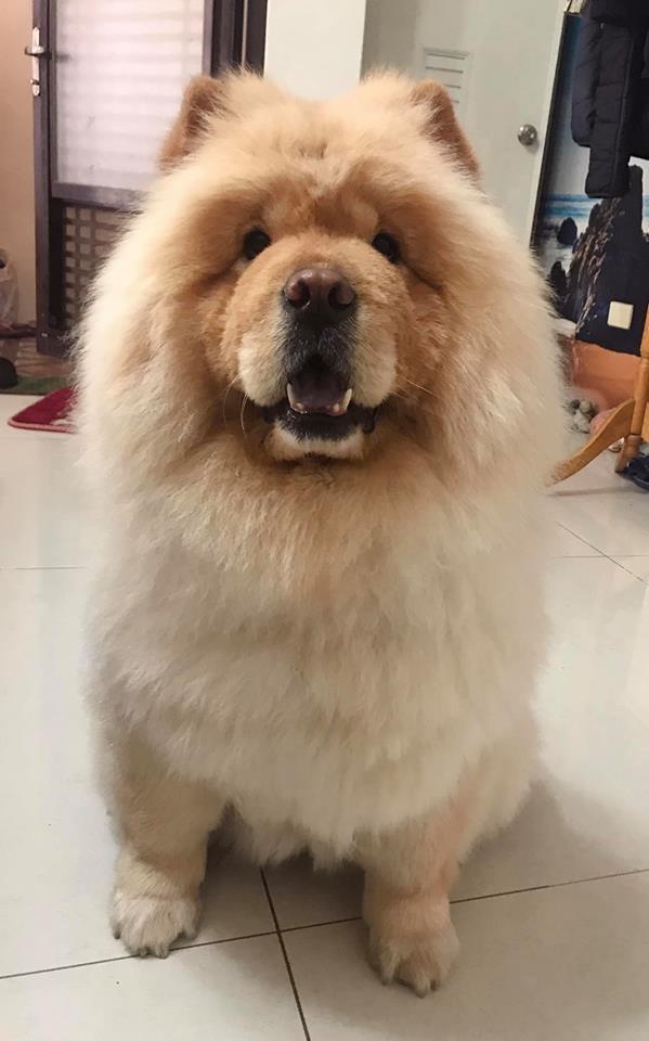 松狮犬太肥被嘲笑洗澡后一秒破谣言结局好尴尬