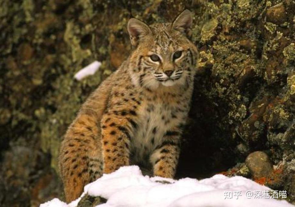 猫咪百科大全盘点世界上最危险的7种猫