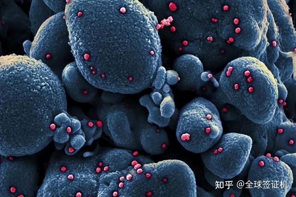  h1n1 
