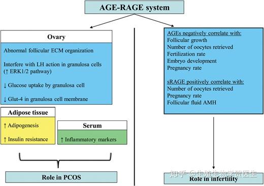 糖基化是卵巢早衰的重要因素