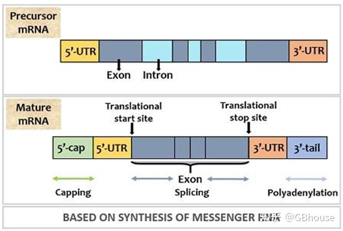 常见16 种 RNA 结构及其功能介绍,为什么你的研究是某一类特定RNA - 知乎