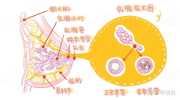 【科普】乳房结构图：原来我们乳房内部是长这样子的 知乎 