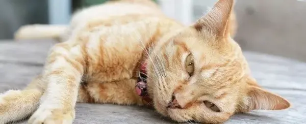 看起来很健康的猫竟猝死 9大致命原因一定要警惕 知乎