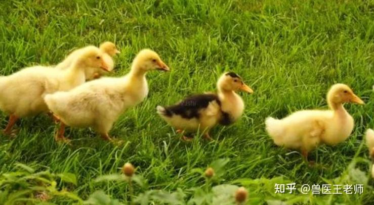 禽医王老师谈番鸭包心包肝是怎么回事 鸭子包心包肝是怎么造成的