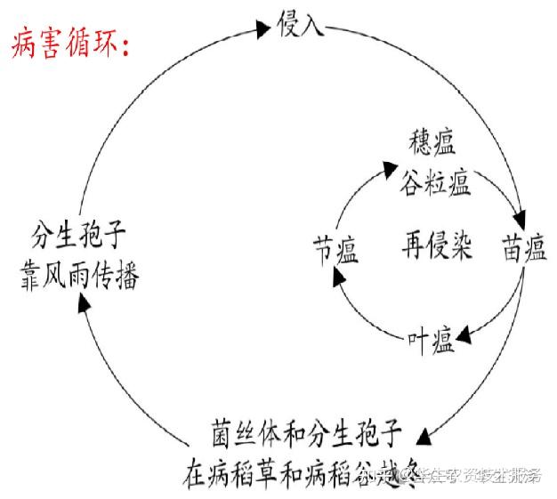 病害科普