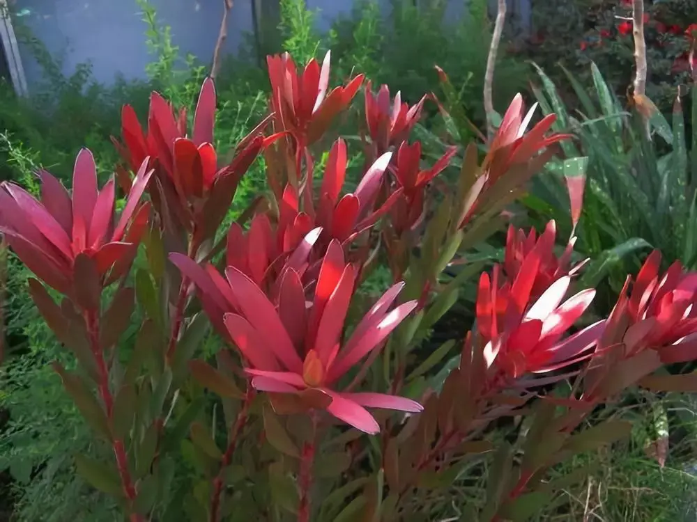 羊齿迷迭香喷泉草鸟巢蕨棕竹排草棕榈散尾葵银叶菊圆叶尤加利叶熟练