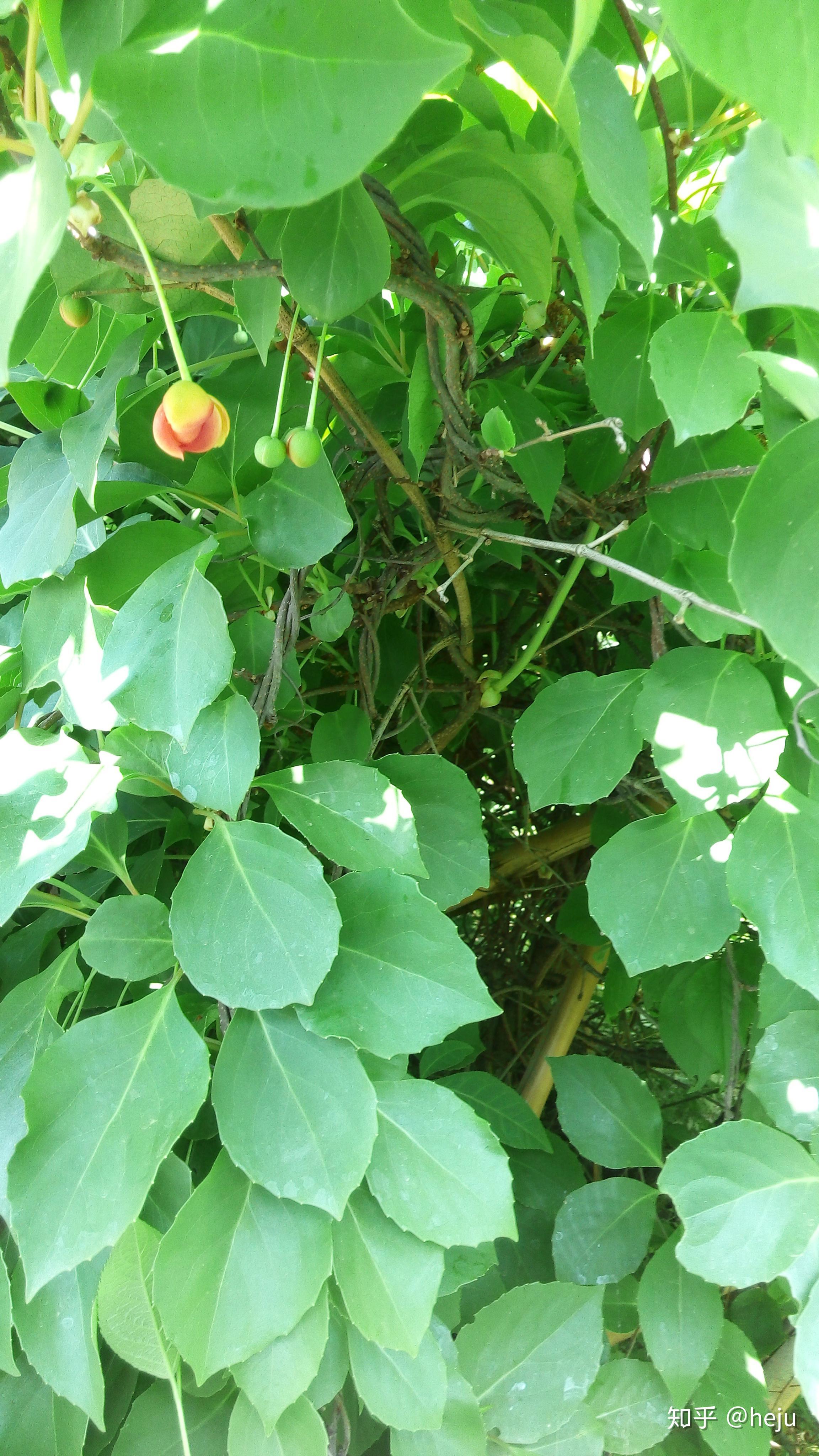 五味子-丽江园林绿化植物-图片