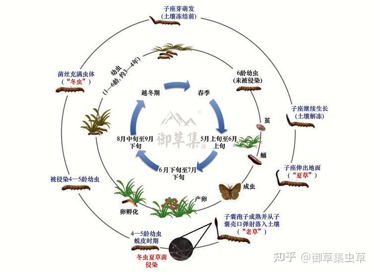 冬虫夏草图片生长周期图片