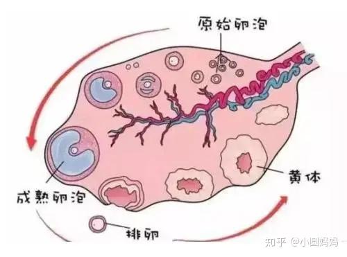 卵泡是什么颜色的图片