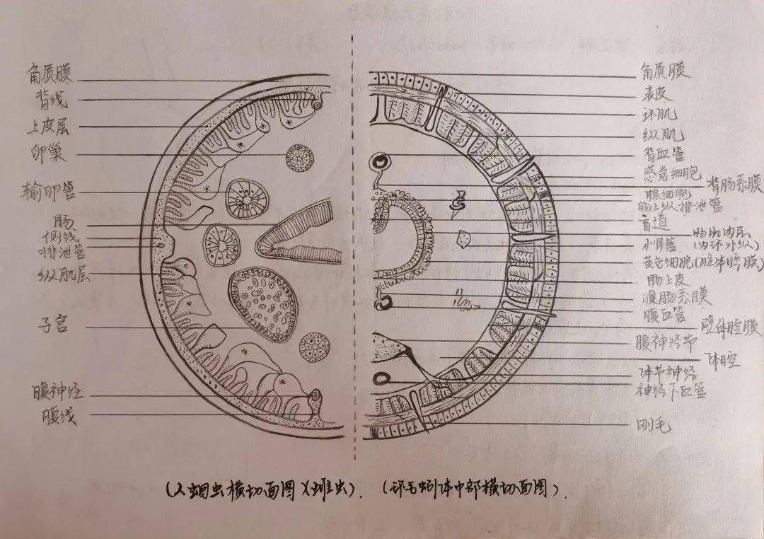 蛔虫成虫图片手绘图片