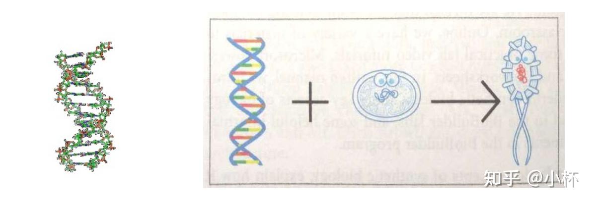 （一）学习笔记-合成生物学基本概念 - 知乎