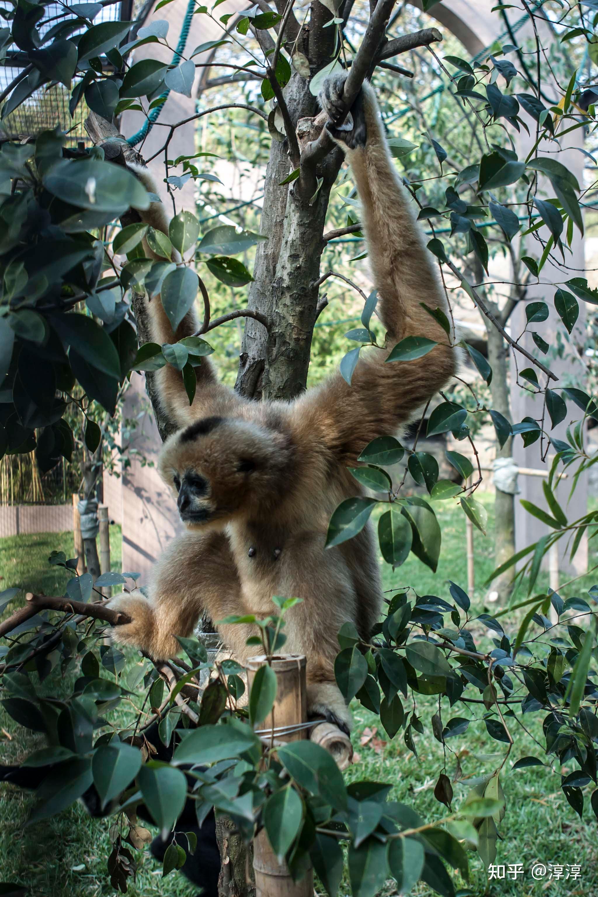 矜持,暗恋的猿类