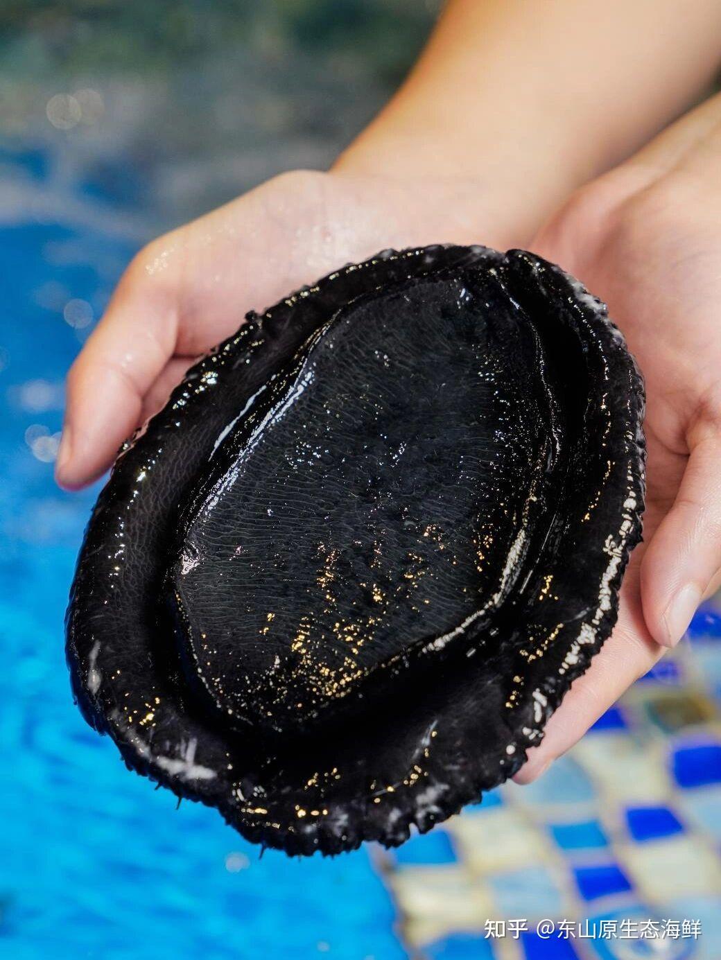 黑金鲍鱼新西兰深海捕捞大黑金刚鲍鱼提升免疫力好食材