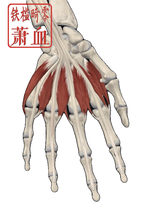 周围神经|正中神经 - 知乎