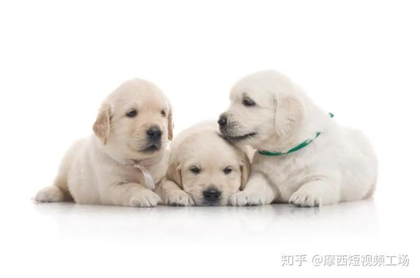 纯黑 纯白 渐变的背景 你想get吗 知乎