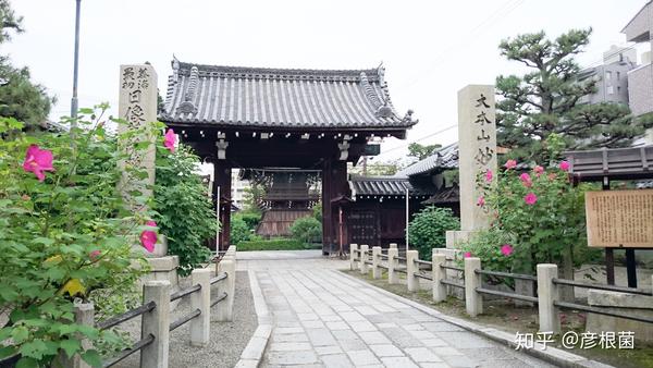 日本茶花100选 004紅妙蓮寺 知乎