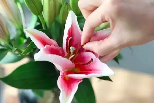 夏天如何正确的养百合花 知乎