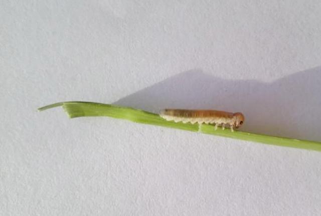 4月份小麦田常见害虫幼虫吃食叶片造成减产农户们不重视