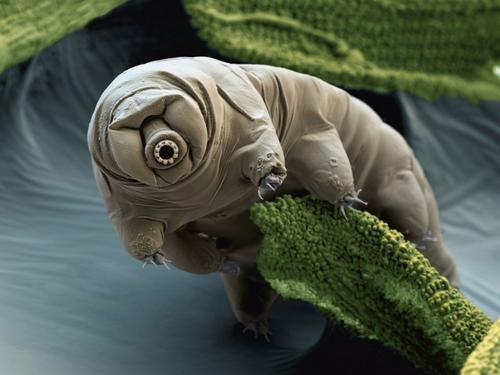 微型水熊虫缓步动物