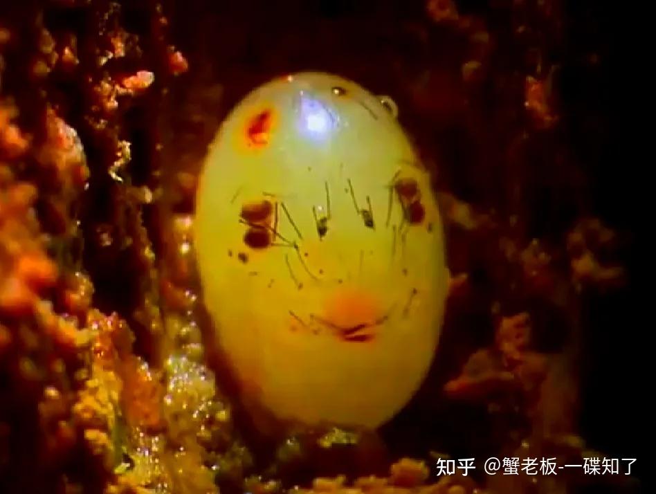 虎甲幼虫长得还是很有特点的!扎实的大扁头,锋利的大颚,背上的倒钩.