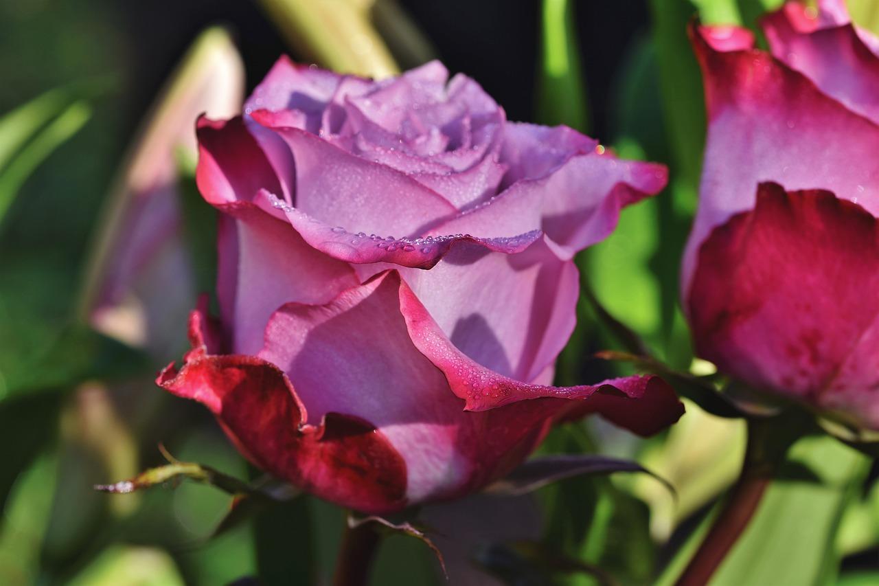 玫瑰---无水印超高清美图(横屏)20200307