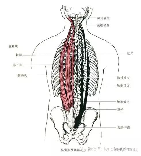 肌肉起止点 - 知乎