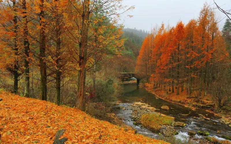 光雾山赏秋最全指南!带你领略“中国红叶第一山”的红叶盛宴