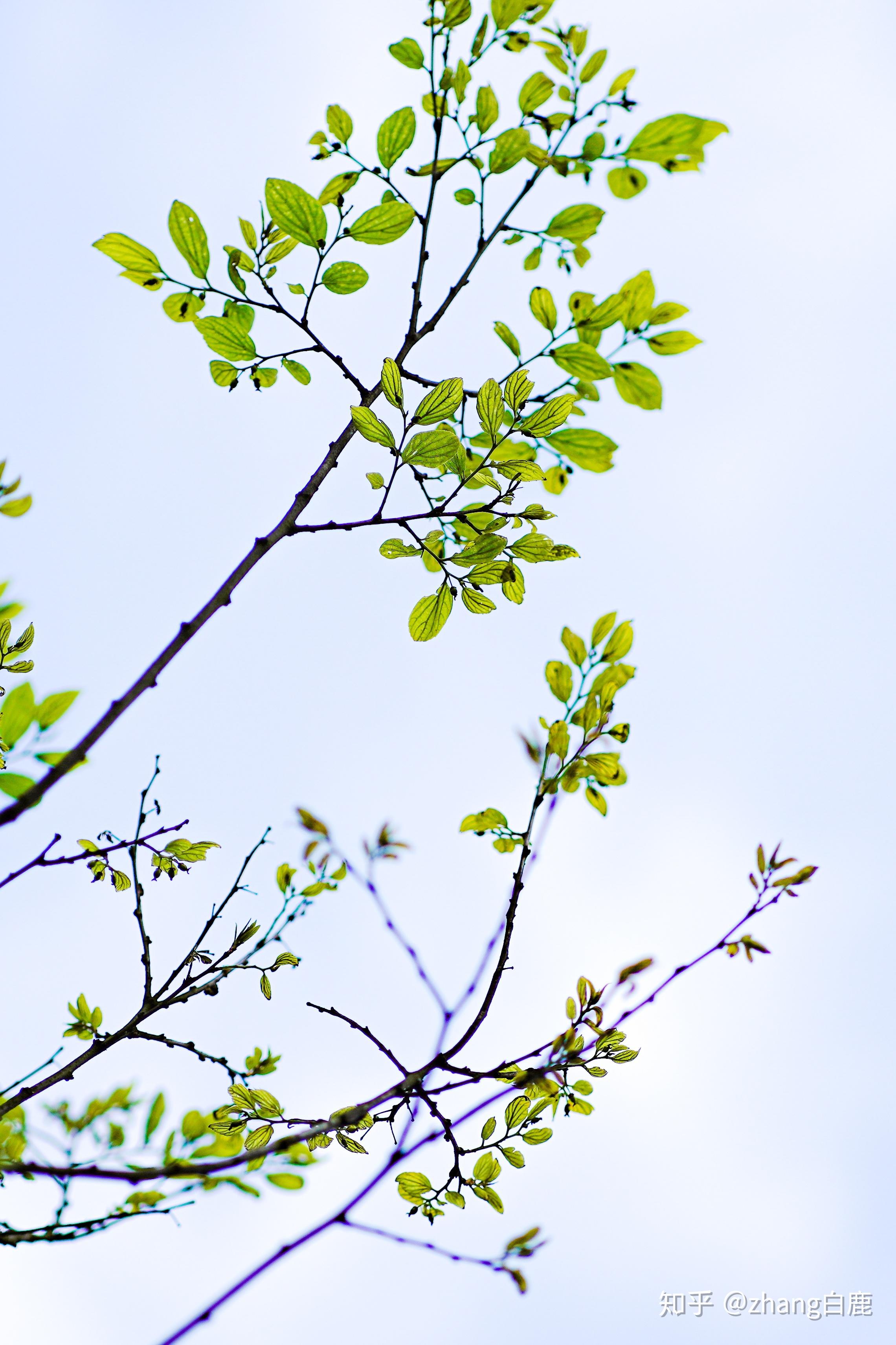 这个春天你有什么拍的很美很有意境的照片呢陌生人可以分享嘛