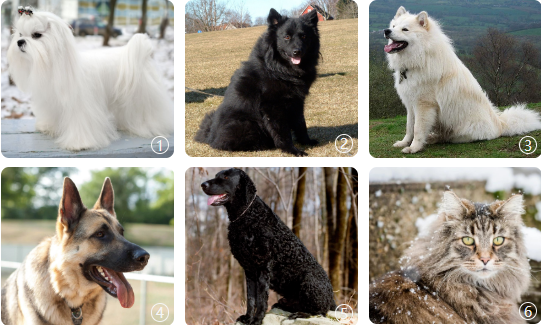 瑞典拉普猎犬,③ 芬兰拉普猎犬『Ⅲ型』④ 德国牧羊犬,⑤ 卷毛寻回犬