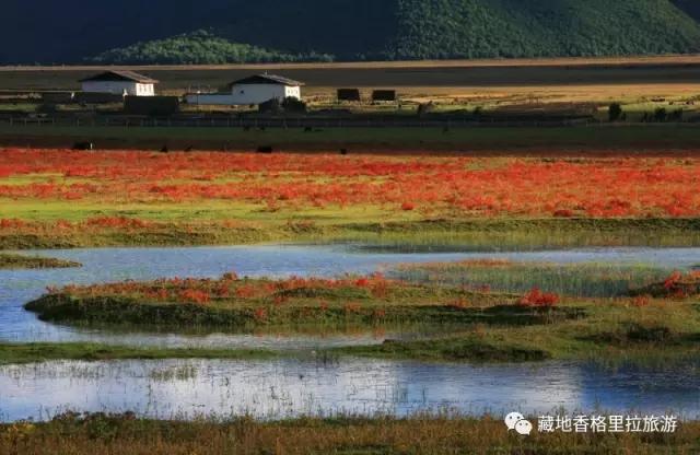 香格里拉10大必游景点“老司机”都去过,你走过几个?-香格里拉必看景点