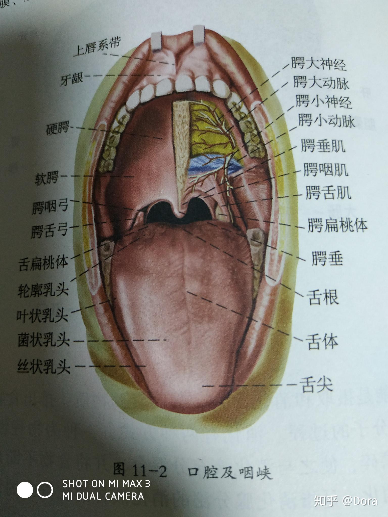 口腔向前经口裂通向外界,向后经咽峡与咽相通
