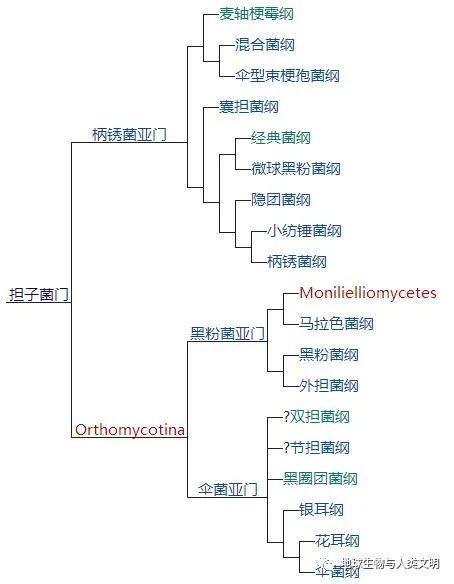 【真菌界全系列-17】真菌界—担子菌门 - 知乎