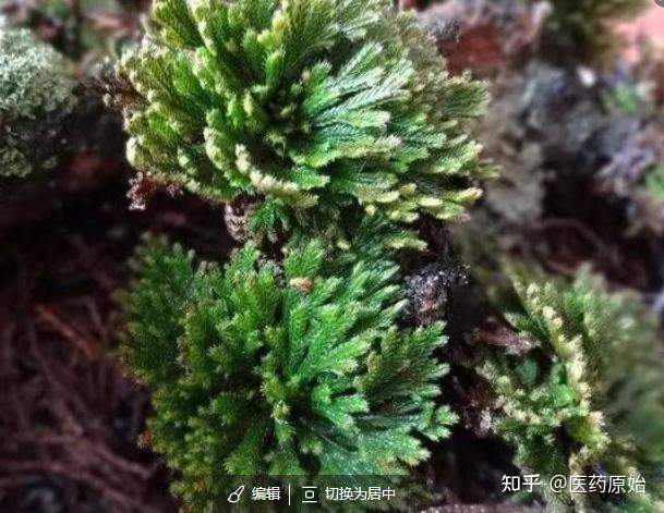 带你识别卷柏 - 知乎