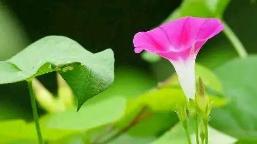 无论身处何方,都要向下扎根,向上开花,不负生活,不负自己 - 知乎