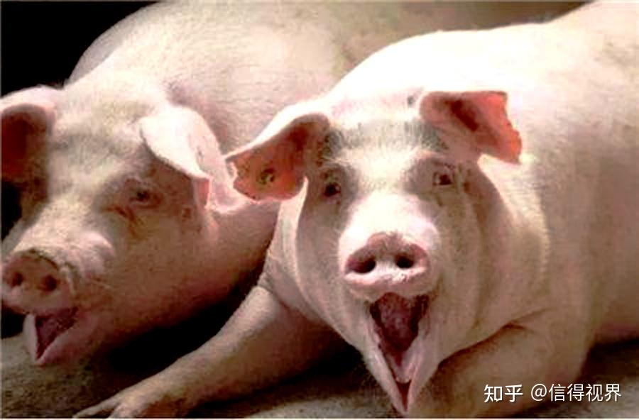 猪价粮价预警4月25日今日猪价蛋价玉米价格已更新