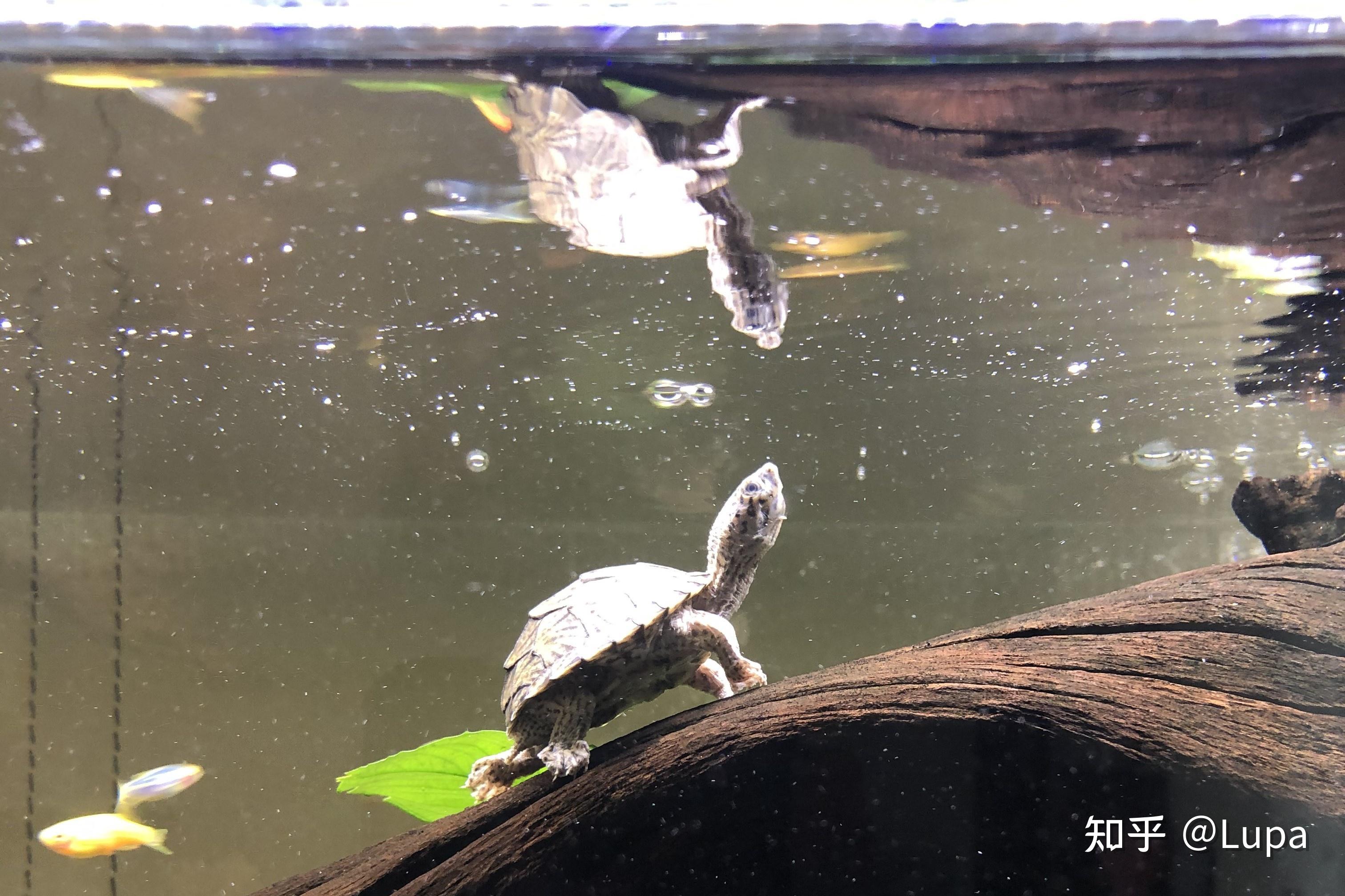 按价格排序常见观赏龟类推荐（水龟篇） - 知乎