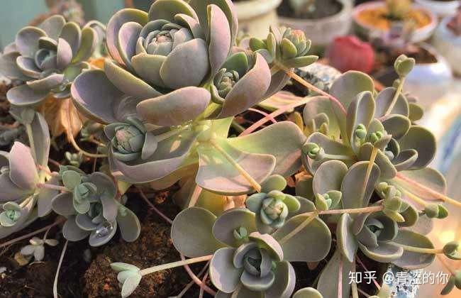 多肉介绍----景天科