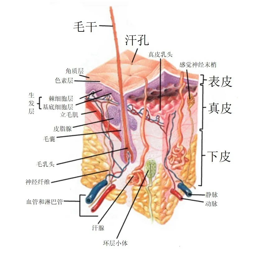 皮肤是人体最大的器官