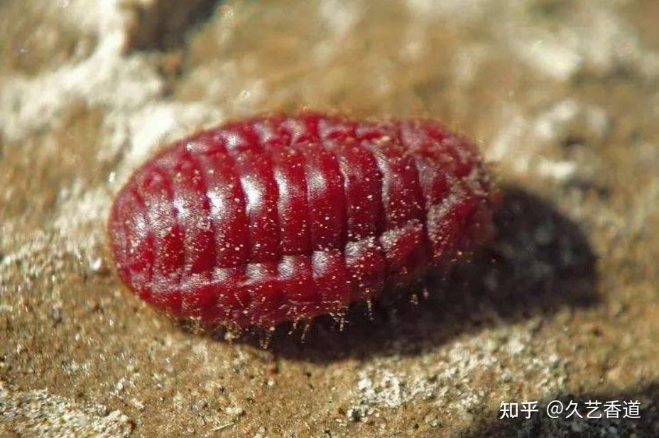 胭脂虫长得很像是雪丽兹,一般都是在仙人掌里面培