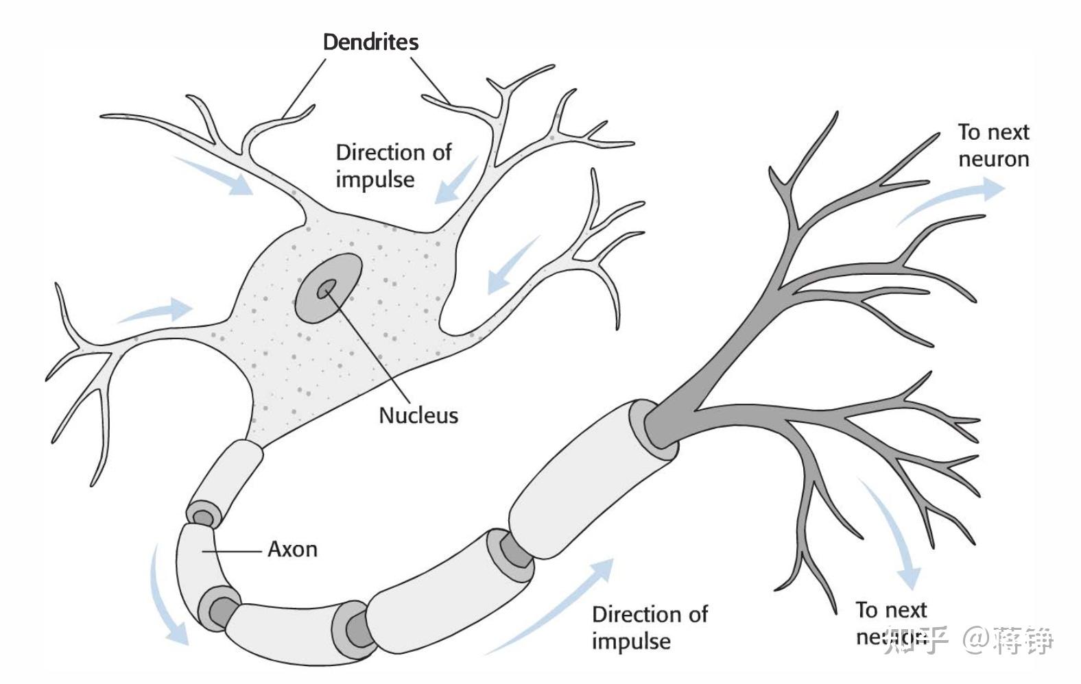 神经元简笔画图片图片