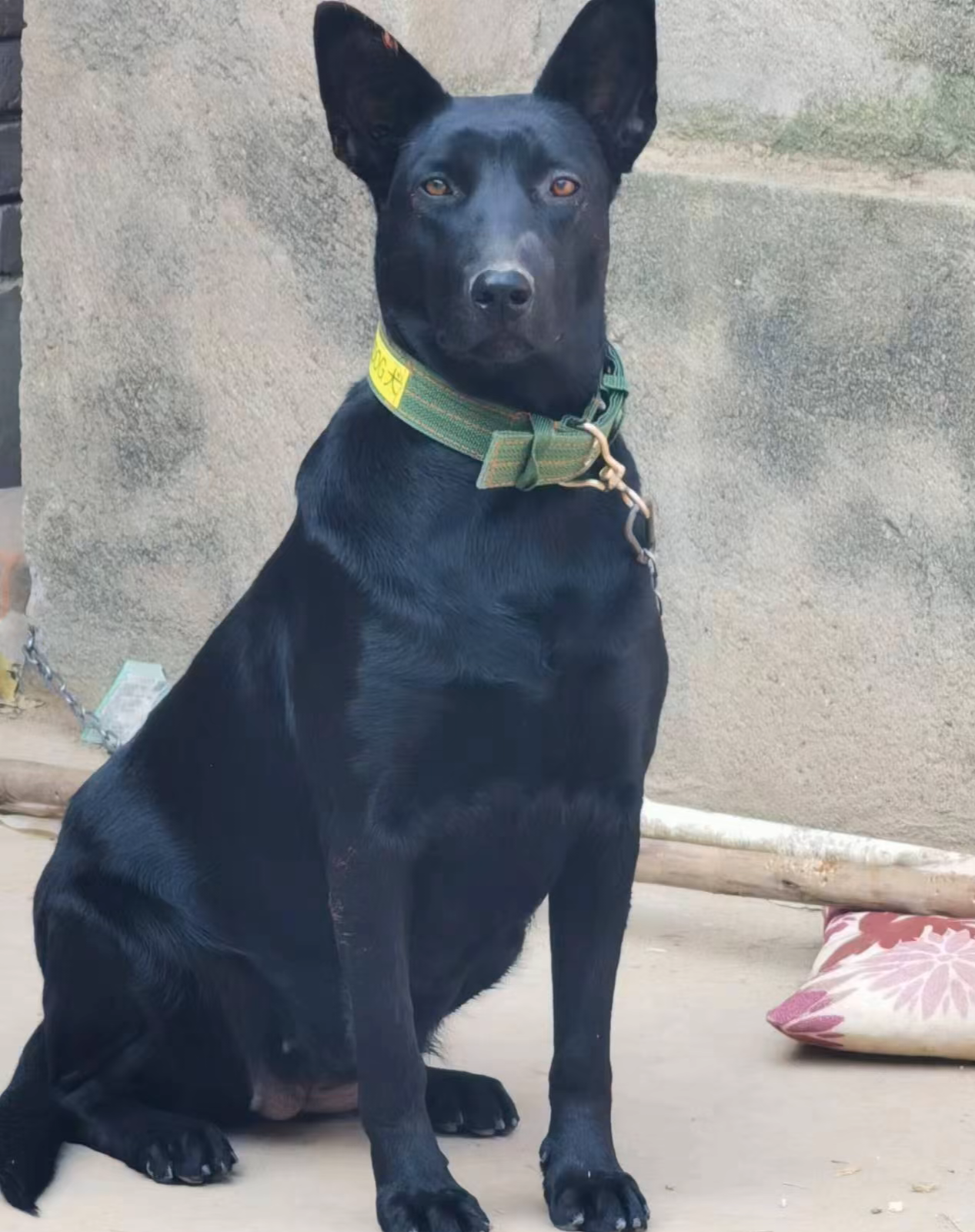 黑狼犬怎么养殖黑狼 - 知乎
