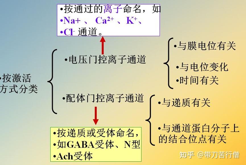 离子通道——钙离子通道 - 知乎