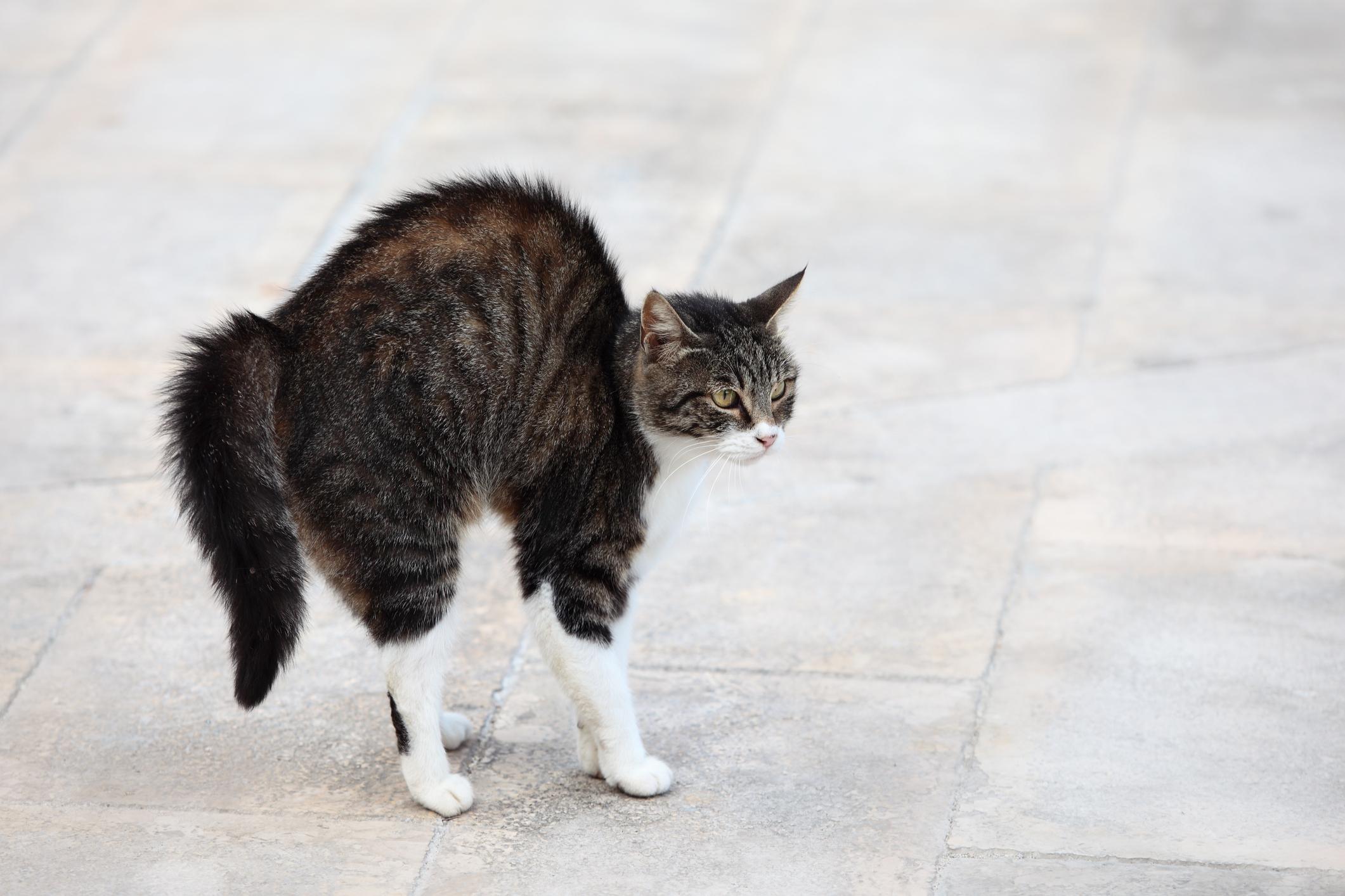 Why Do Cats Have Tails? (Their Incredible Purpose)