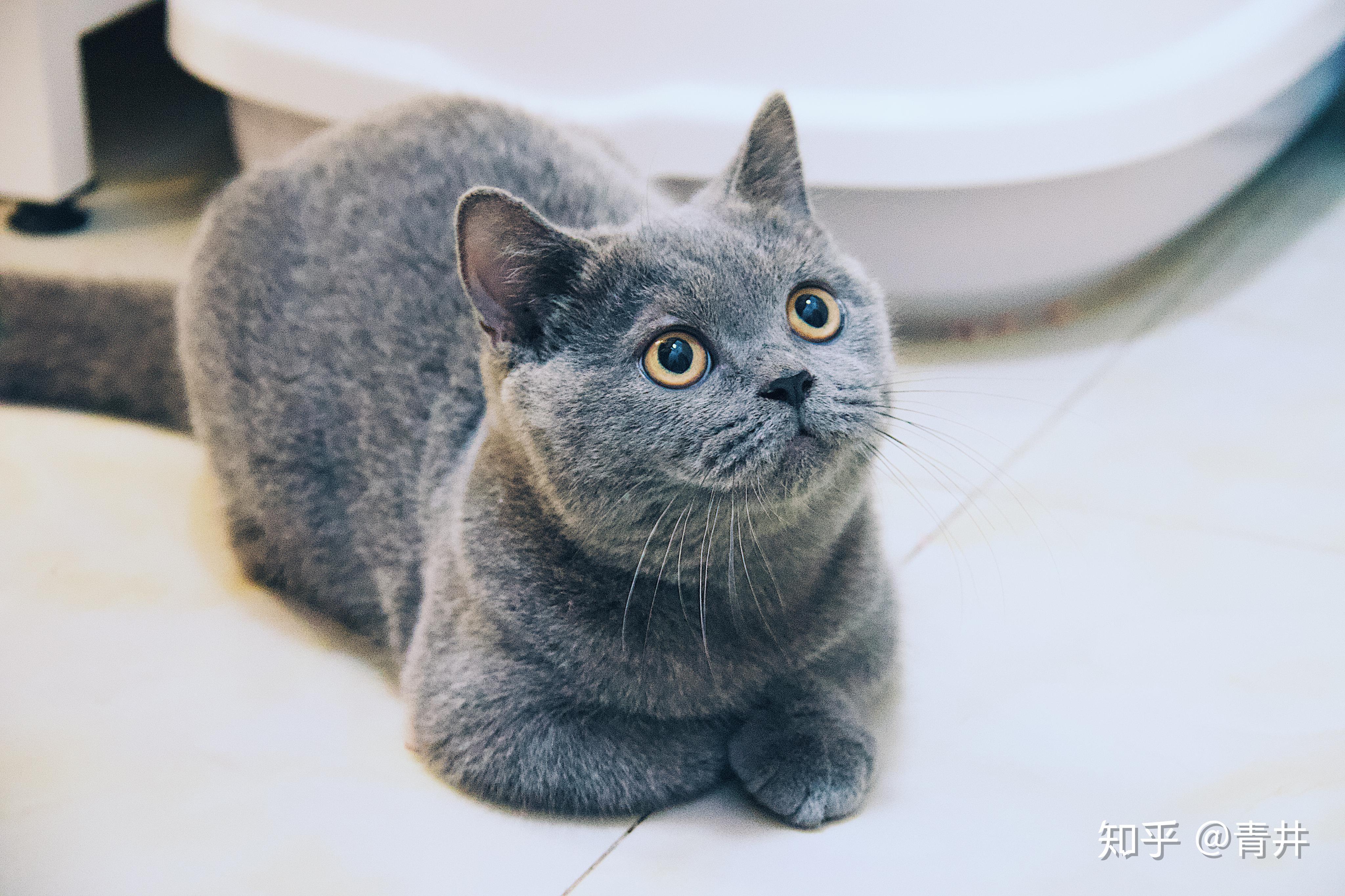 请问大家,英短蓝猫普遍不亲人吗?