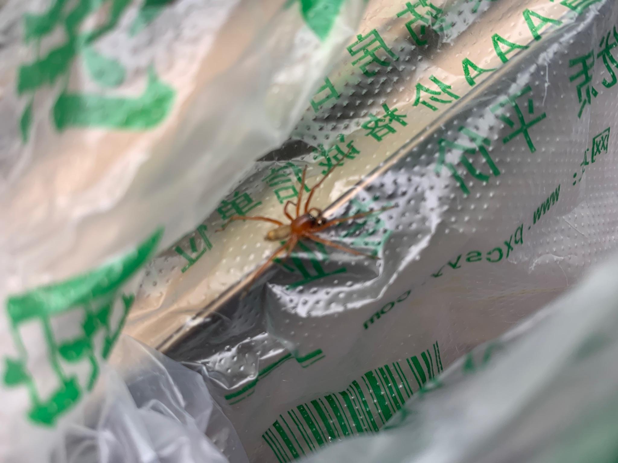 布朗隐士蜘蛛咬伤治疗和急救信息 | 2024
